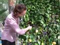 Espalier Robyn_3 